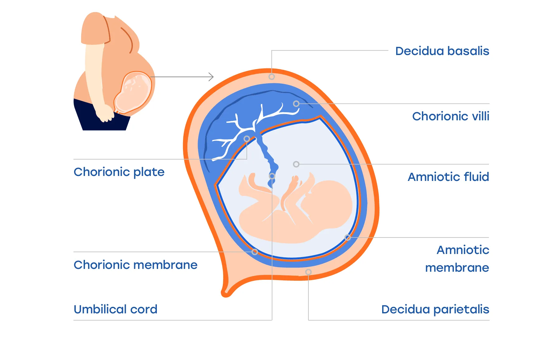 Placenta Graphics_1